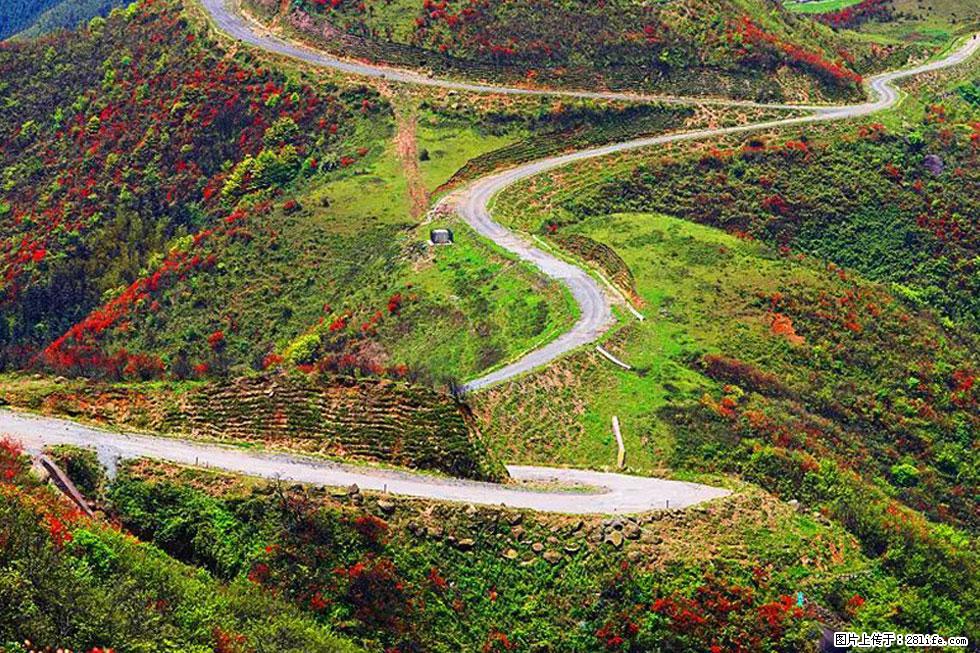 【春天，广西桂林灌阳县向您发出邀请！】春木界上映山红 - 游山玩水 - 武威生活社区 - 武威28生活网 wuwei.28life.com