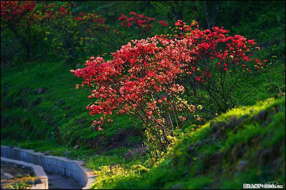 【春天，广西桂林灌阳县向您发出邀请！】春木界上映山红 - 游山玩水 - 武威生活社区 - 武威28生活网 wuwei.28life.com