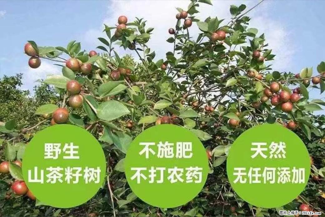 【灌阳县油茶产业示范区】一个有着充实的精神生活的人,对待身外之物自会有一种淡泊的态度 - 美食天地 - 武威生活社区 - 武威28生活网 wuwei.28life.com