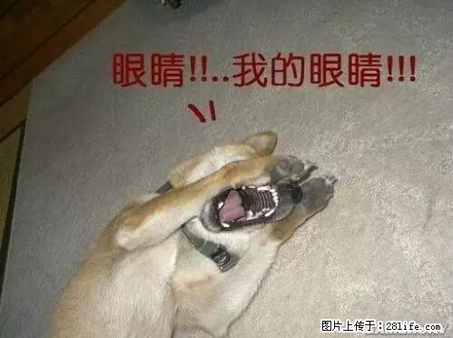 笑癫了！一女的怀孕三年未生，他终于忍不住了... - 娱乐八卦 - 武威生活社区 - 武威28生活网 wuwei.28life.com