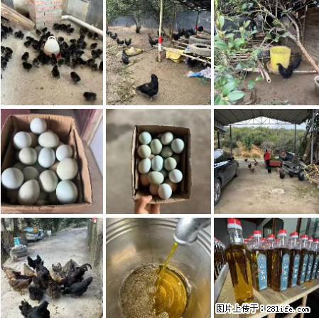 油茶园从小鸡仔开始养起的纯土鸡、土鸡蛋可以预定啦！还有前几天刚榨的纯山茶油哦 - 土特产 - 饮食特产 - 武威分类信息 - 武威28生活网 wuwei.28life.com