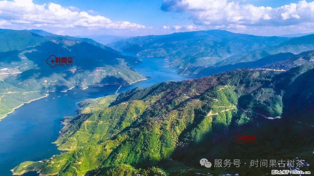 时间果百年古树龙珠普洱生茶 - 购物交流 - 武威生活社区 - 武威28生活网 wuwei.28life.com