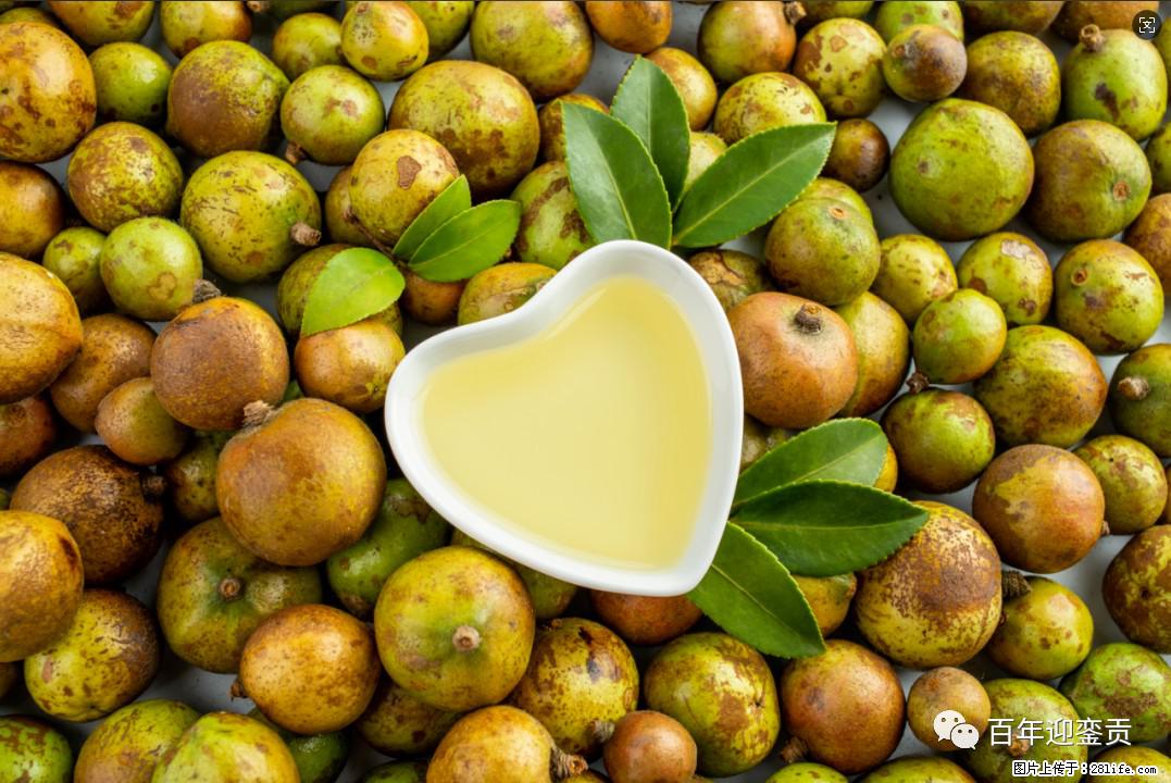 世界没有真相，只有认知，最好的食用油是中国的山茶油！ - 武威生活资讯 - 武威28生活网 wuwei.28life.com