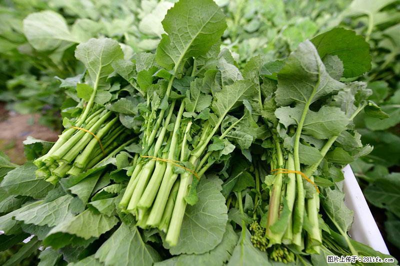 这些蔬菜是“天然钙片”，这6种被医生重点推荐 - 武威生活资讯 - 武威28生活网 wuwei.28life.com